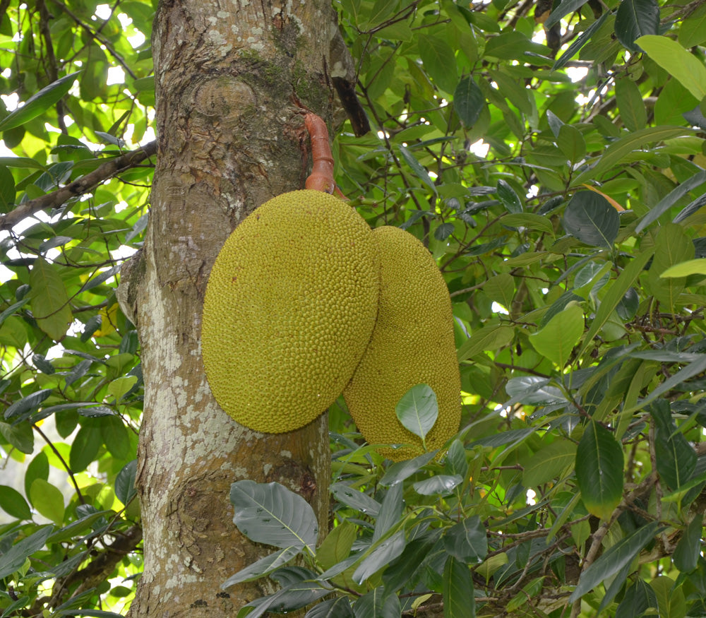 JACKFRUIT --Artocarpus heterophyllus--