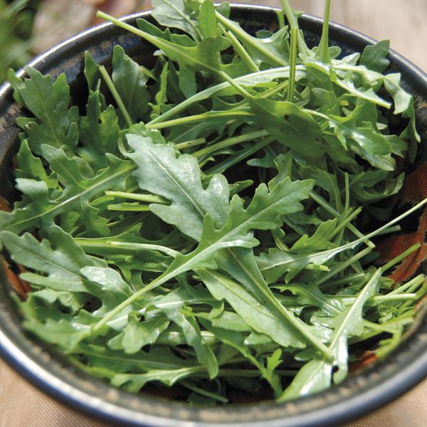 ARUGULA 'Grazia' --Eruca vesicaria--