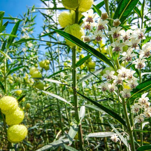 Asclepias physocarpa --Family Jewels Tree Milkweed--