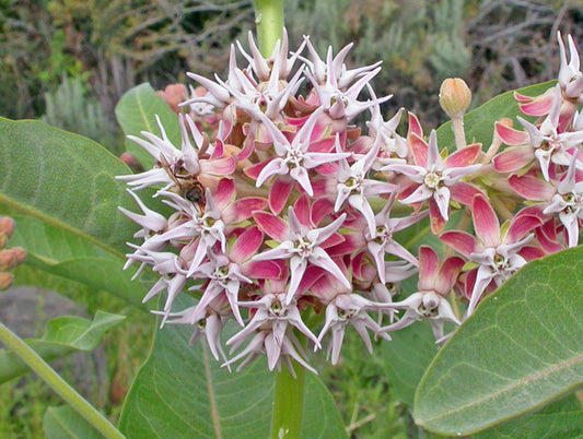 Asclepias speciosa --Showy Milkweed--