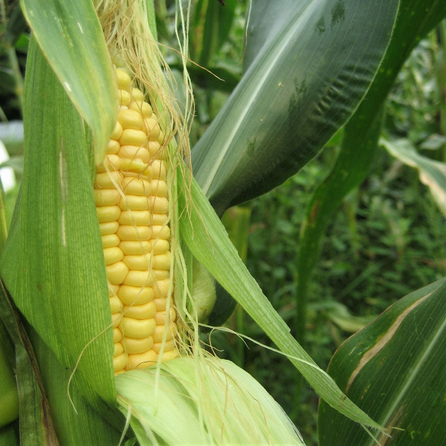 SWEET CORN 'Ashworth Yellow'