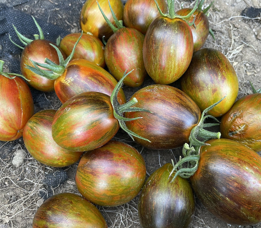 TOMATO 'Atomic Sunset'