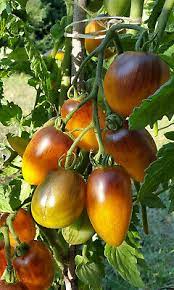 TOMATO 'Atomic Sunset'