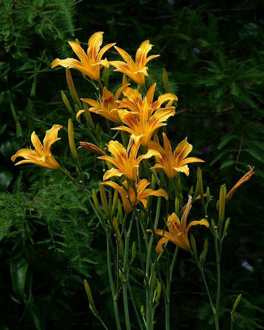 Hemerocallis --Autumn Minaret Daylily--