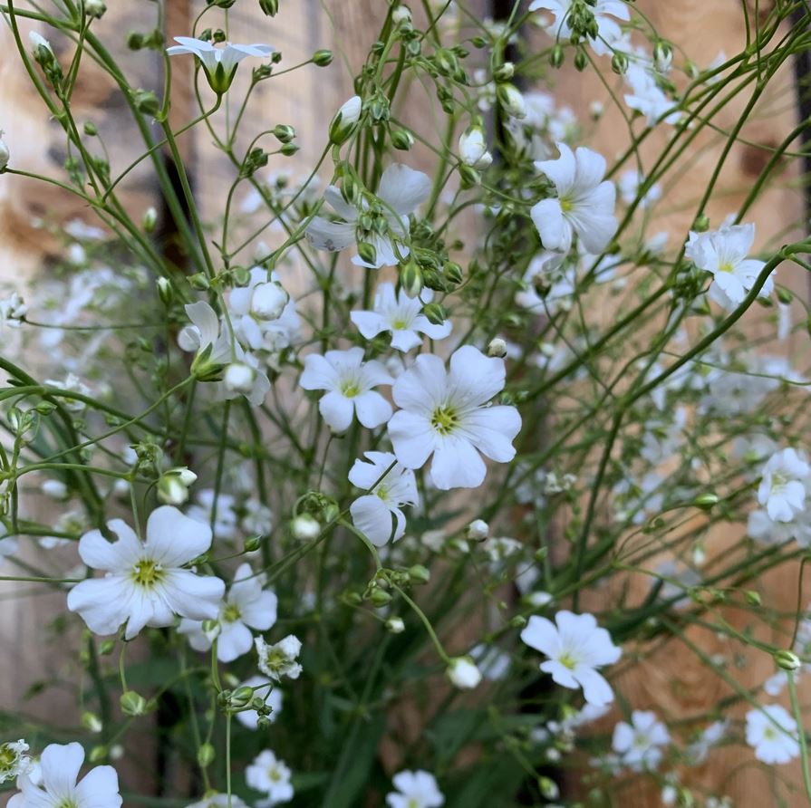 BABY'S BREATH 'Covent Garden'