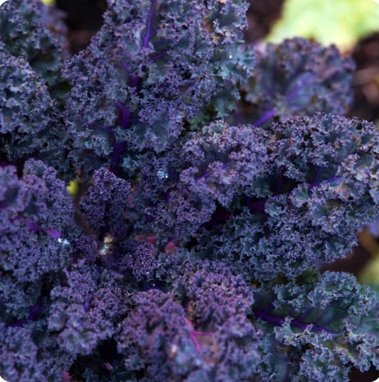 KALE 'Baltisk Rod Purpurkal'