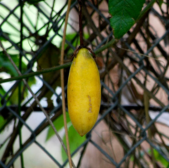 PASSIONFLOWER 'Pink Banana Edible' --Passiflora mollisimia--