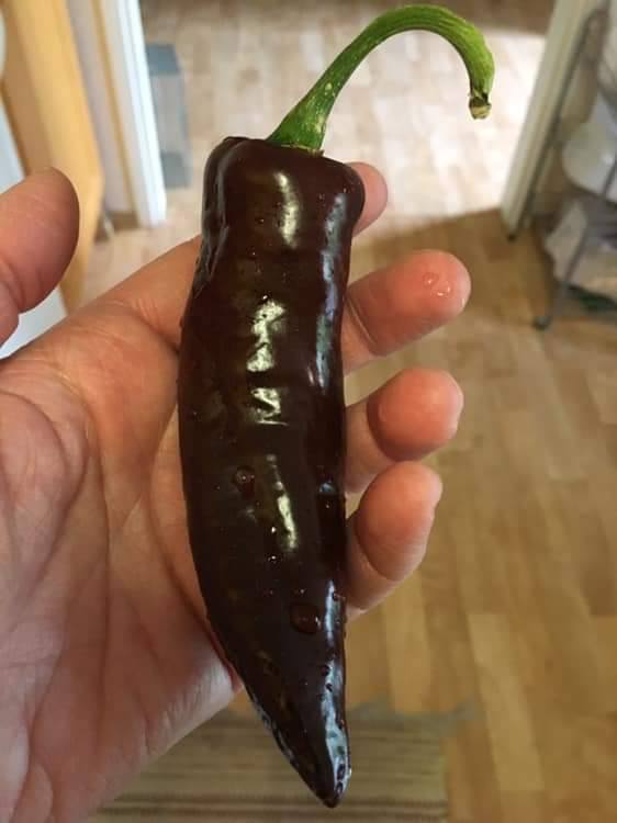 PEPPER 'Bananapeño'