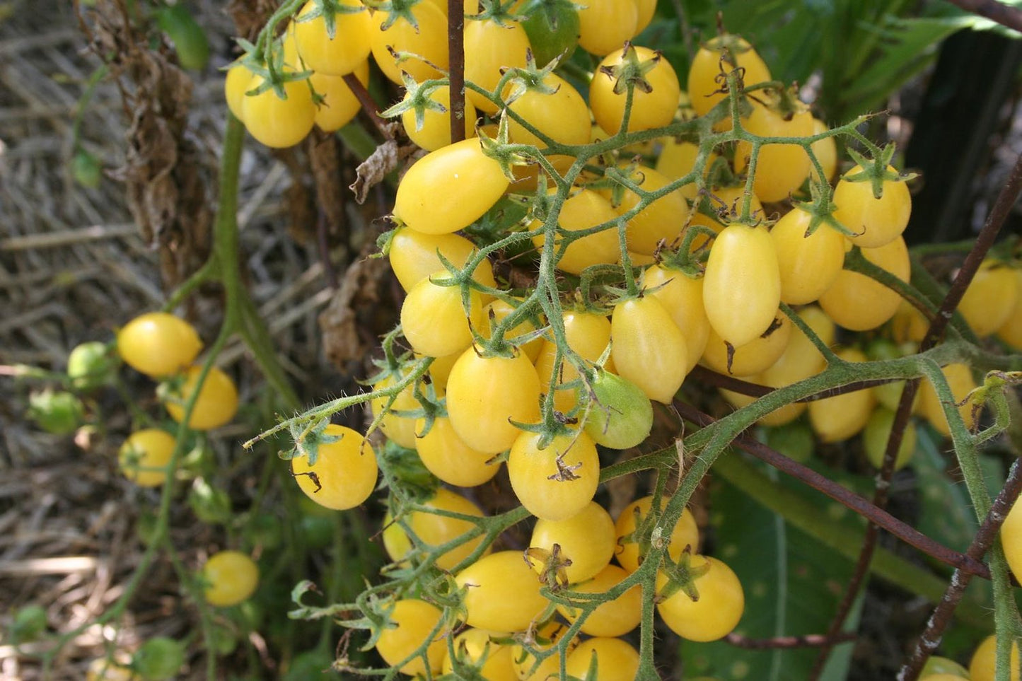 TOMATO 'Barry's Crazy Cherry'