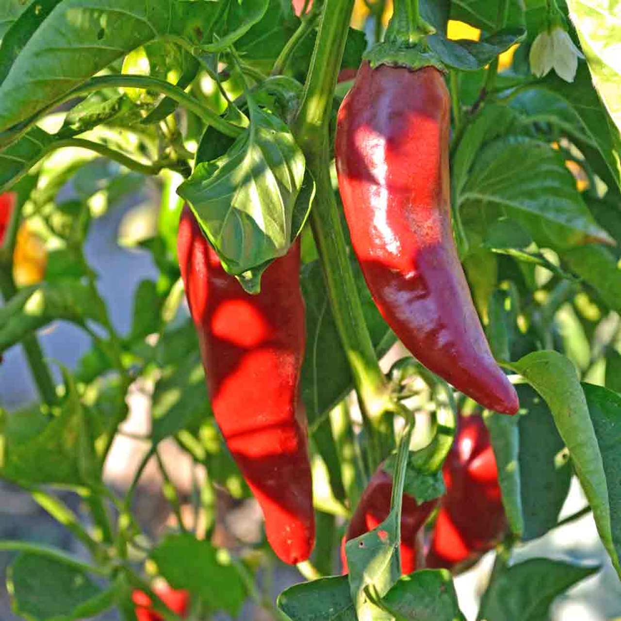 PEPPER 'Basque'