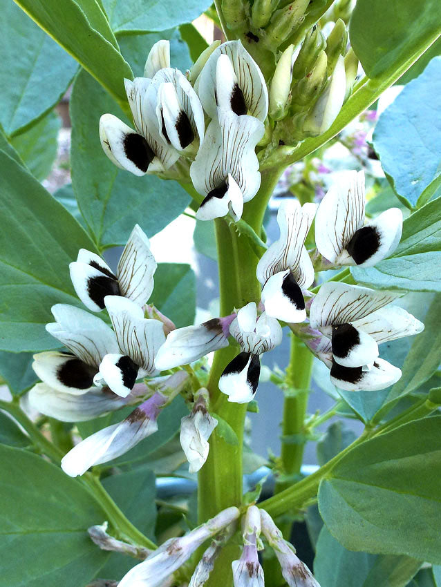 BEAN 'Broad Windsor Fava'
