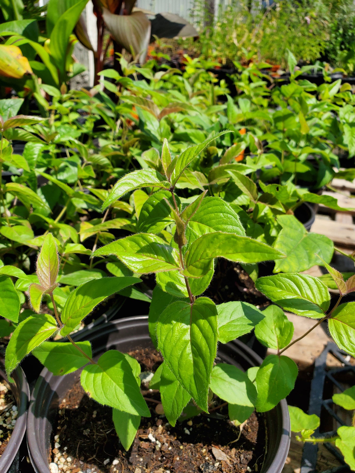 Monarda bradburiana --Bradbury's Bee Balm--