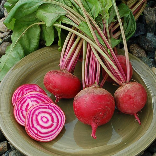 BEETS 'Guardsmark Chioggia'