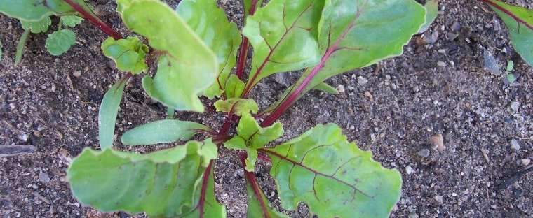 BEETS 'Boro'