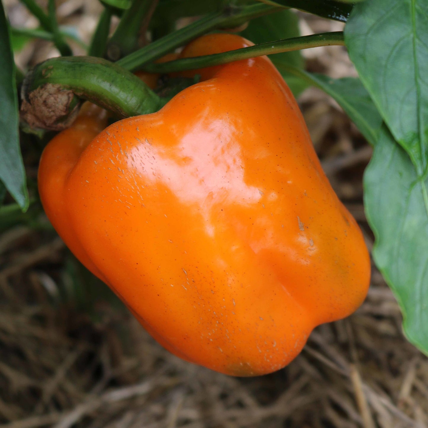 PEPPER 'Orange Bell'