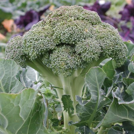 BROCCOLI 'Belstar'