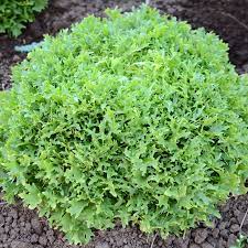 ENDIVE 'Benefine'