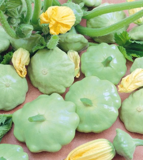 SQUASH 'Benning's Green Tint Pattypan'