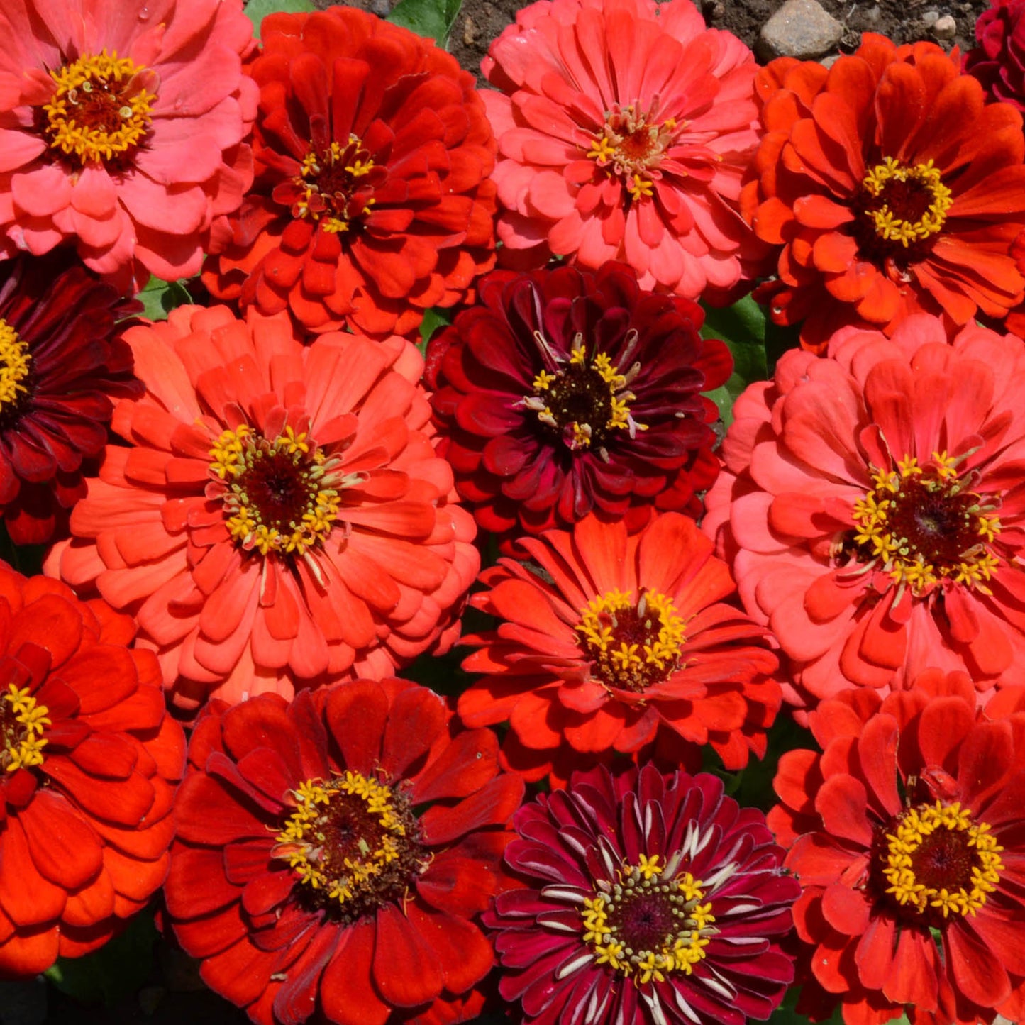 ZINNIA 'Berry Tart Mix'