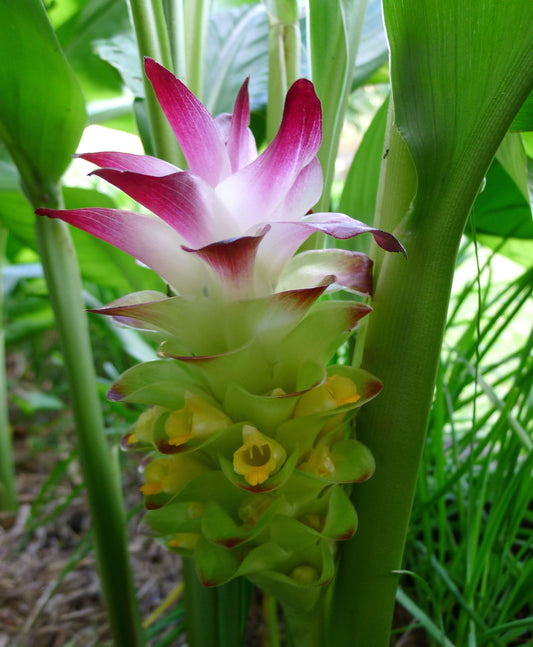TURMERIC --Curcuma longa--