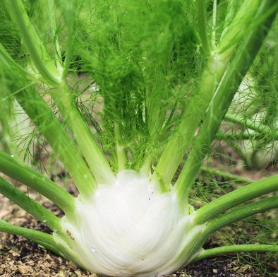 FENNEL 'Best Bulber' --Foeniculum vulgare--