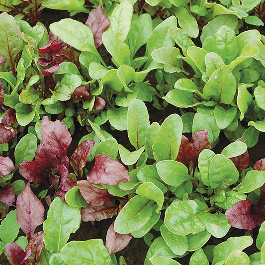 GREENS MIX 'Beta Blend Beet 'n Chard'
