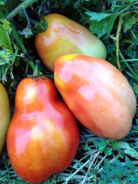 TOMATO 'Big Italian Plum'