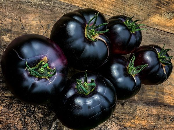 TOMATO 'Black Beauty'