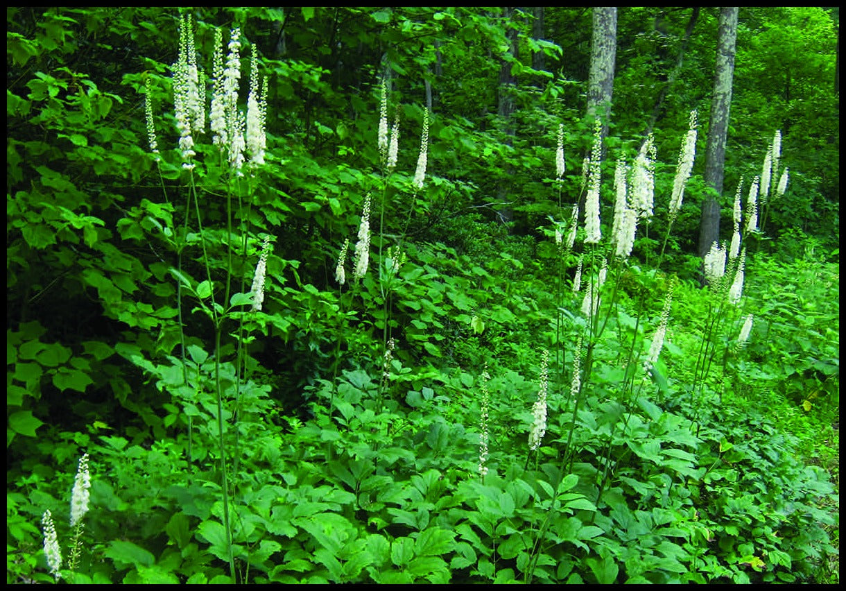 COHOSH 'Black' --Actaea racemosa--