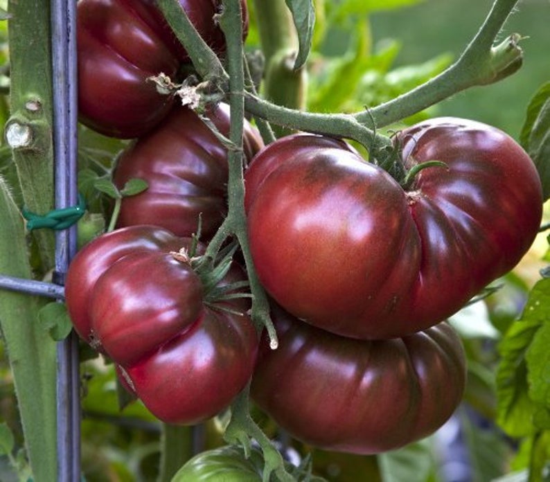 TOMATO 'Black Krim'