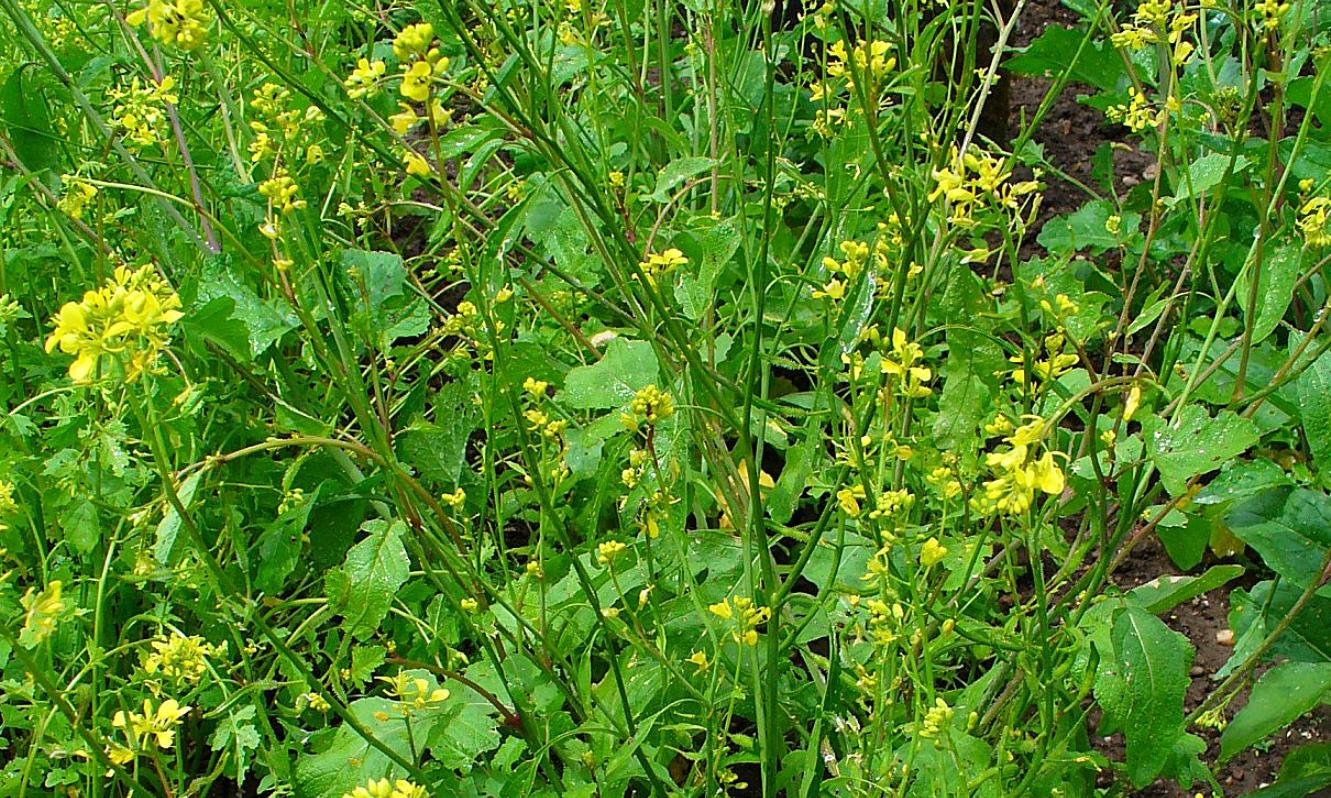 black mustard seed plant MUSTARD GREENS 'Black' --Brassica nigra--