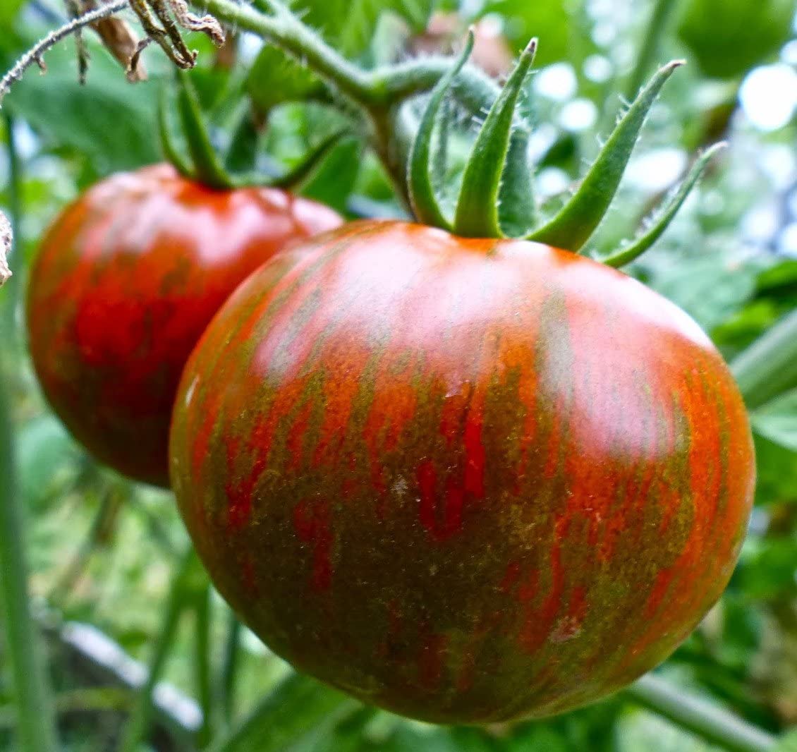 TOMATO 'Black Zebra'