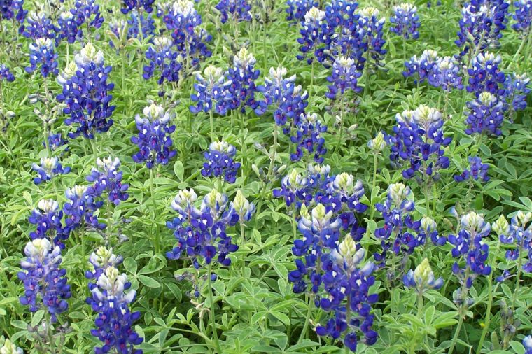 BLUEBONNET --Lupinus texensis--