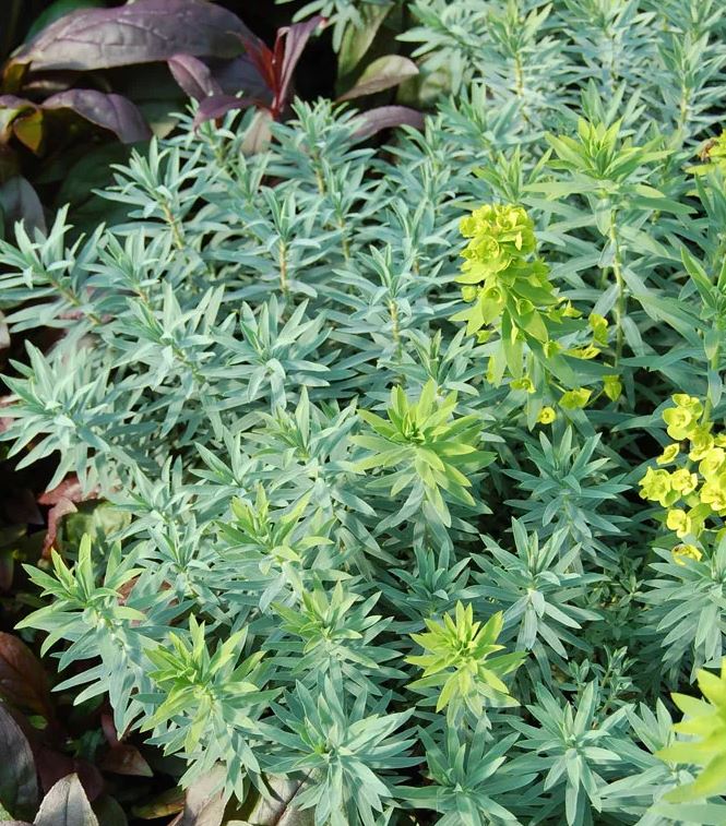 Euphorbia x --Dwarf Blue Elf Spurge--