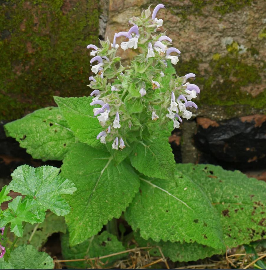 SAGE 'Clary' --Salvia sclarea--