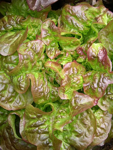 LETTUCE 'Blushed Butter Cos'