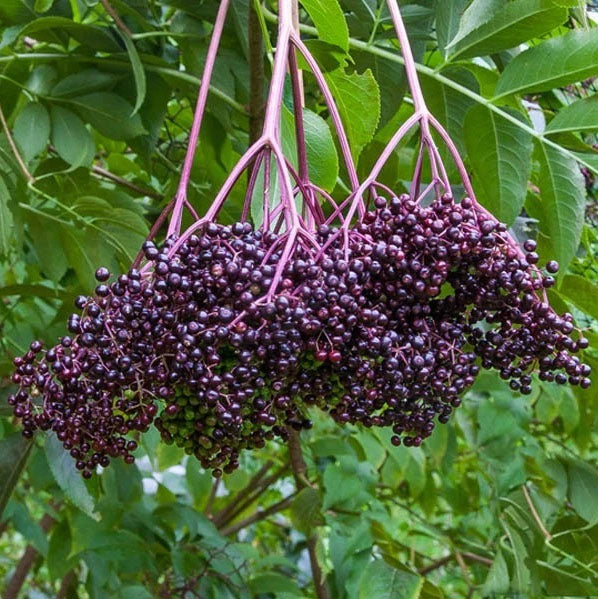 ELDERBERRY 'Bob Gordon' --Sambucus canadensis--