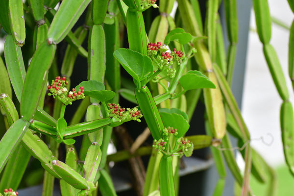BONE SETTER --Cissus quadrangularis--