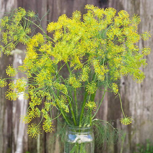 DILL 'Bouquet' --Anethum graveolens--