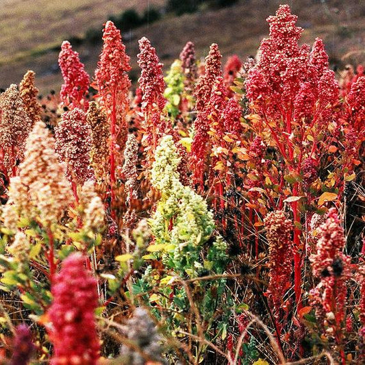 QUINOA 'Brilliant Rainbow'