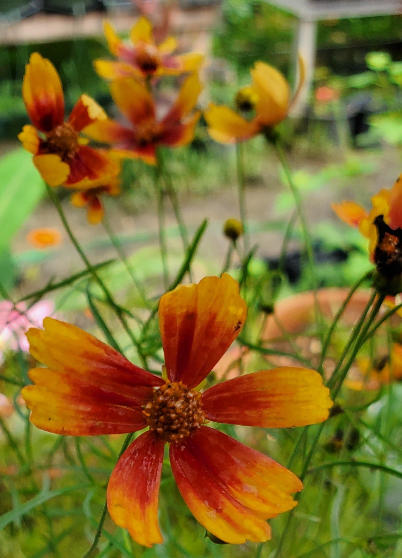 Coreopsis verticillata --Broad Street Threadleaf--
