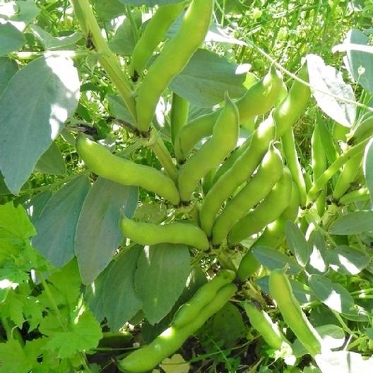 BEAN 'Broad Windsor Fava'