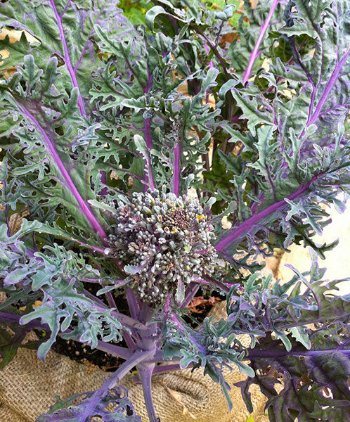 BROCCOLI 'Purple Peacock'