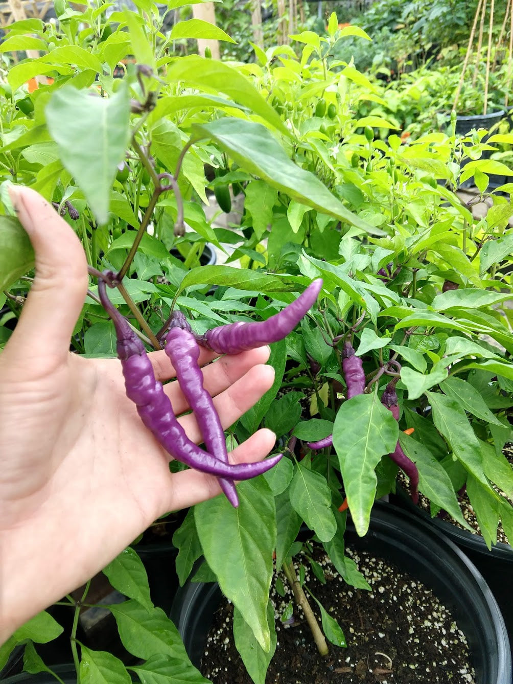 PEPPER 'Buena Mulata'