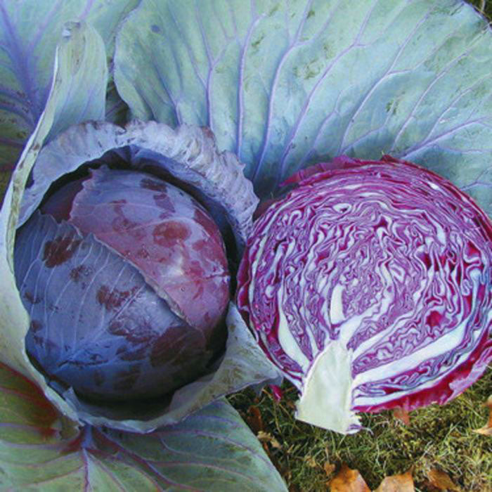 CABBAGE 'Buscaro'