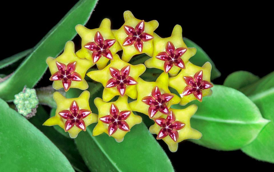 Hoya cumingiana --Bush Hoya--