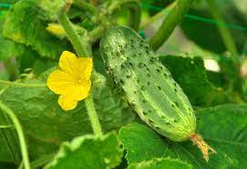CUCUMBER 'Bush Pickle'