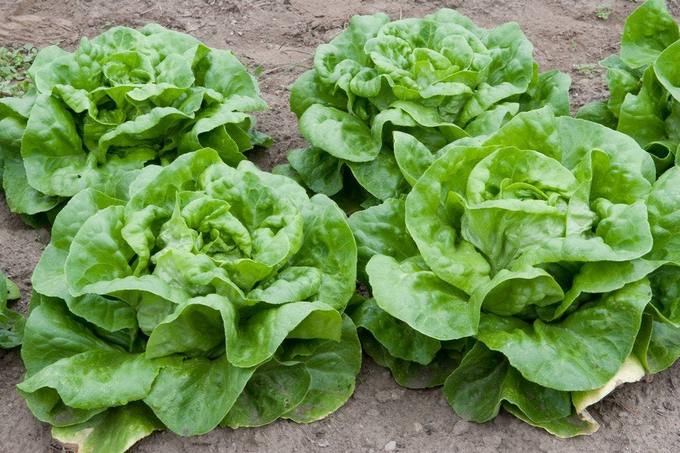 LETTUCE 'Buttercrunch'