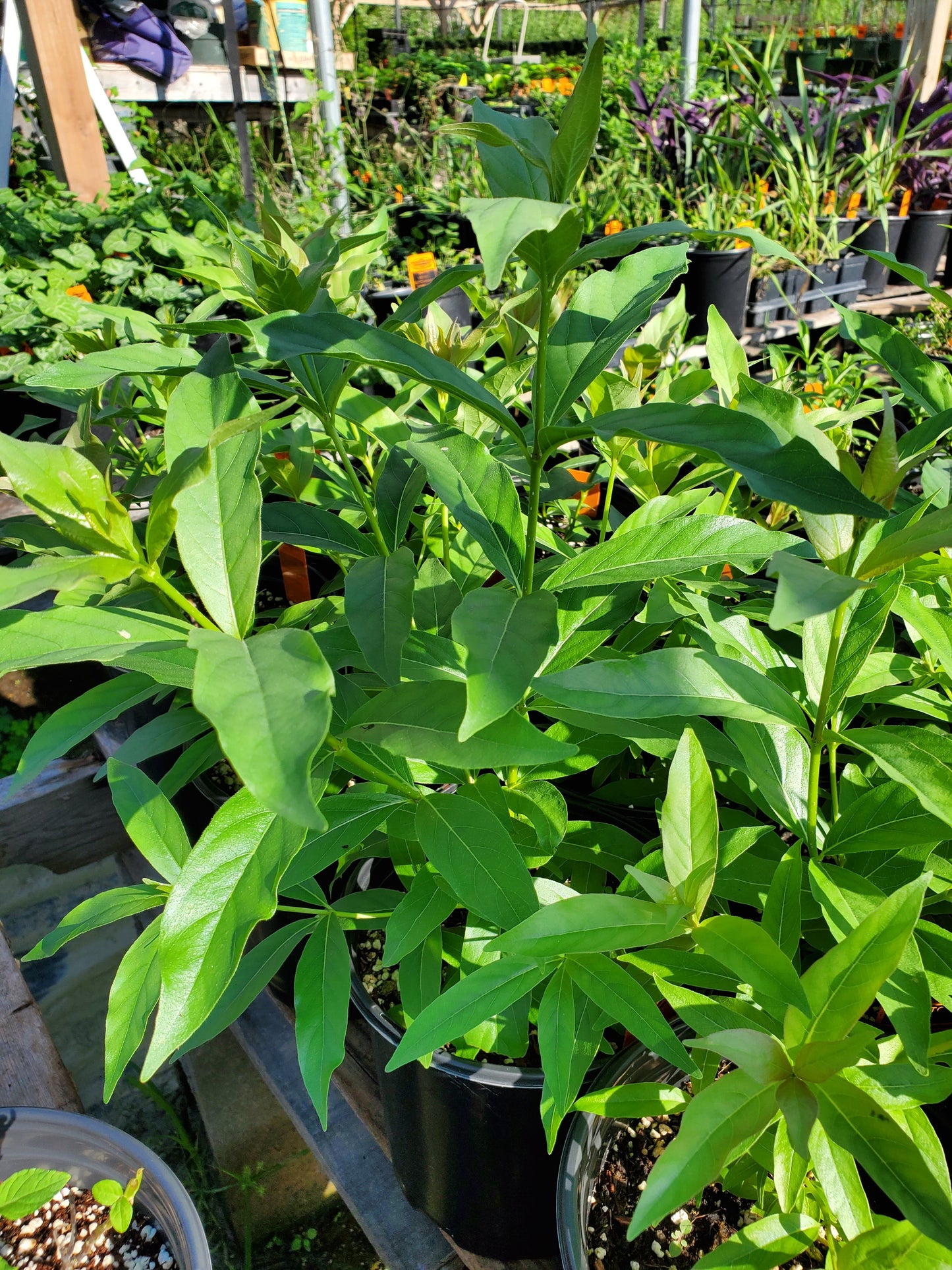 Cephalanthus occidentalis --Buttonbush--