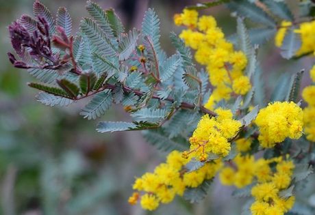 Acacia Baileyana 'Purpurea' --Cootamundra Wattle--